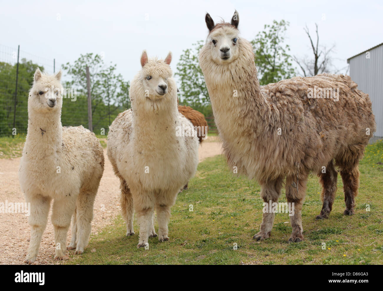 Three alpacas hi-res stock photography and images - Alamy