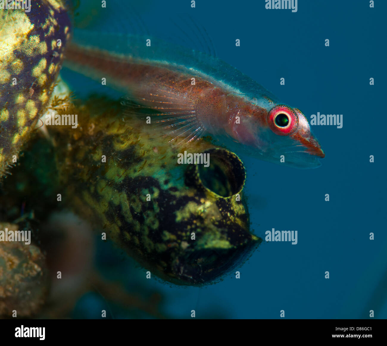 Goby (Gobiidae) in the Lembeh Straits of North Sulawesi, Indonesia Stock Photo