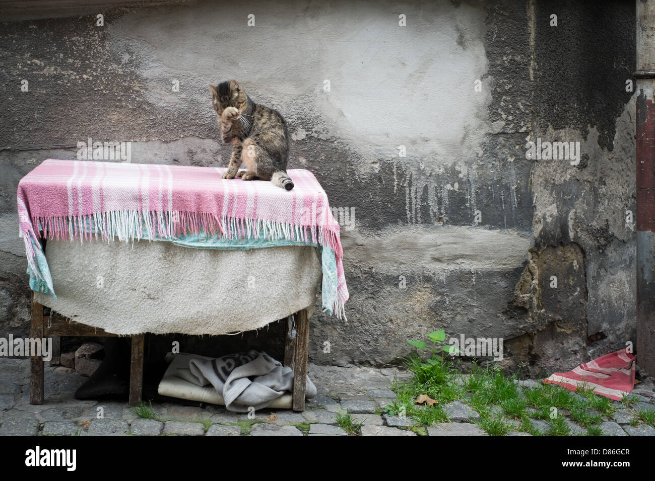 cat on table Stock Photo