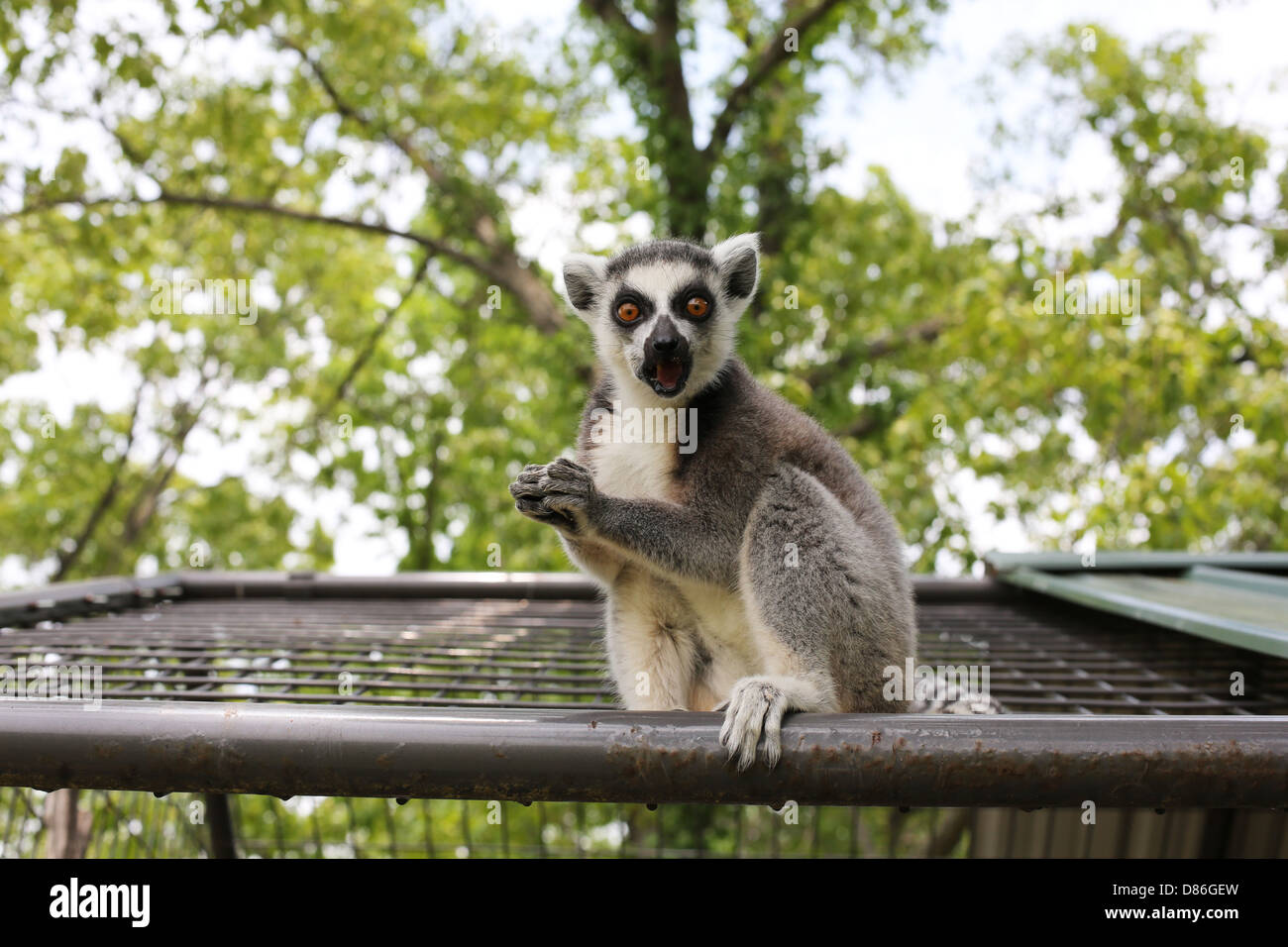 A lemur sitting on top of a cage. Stock Photo