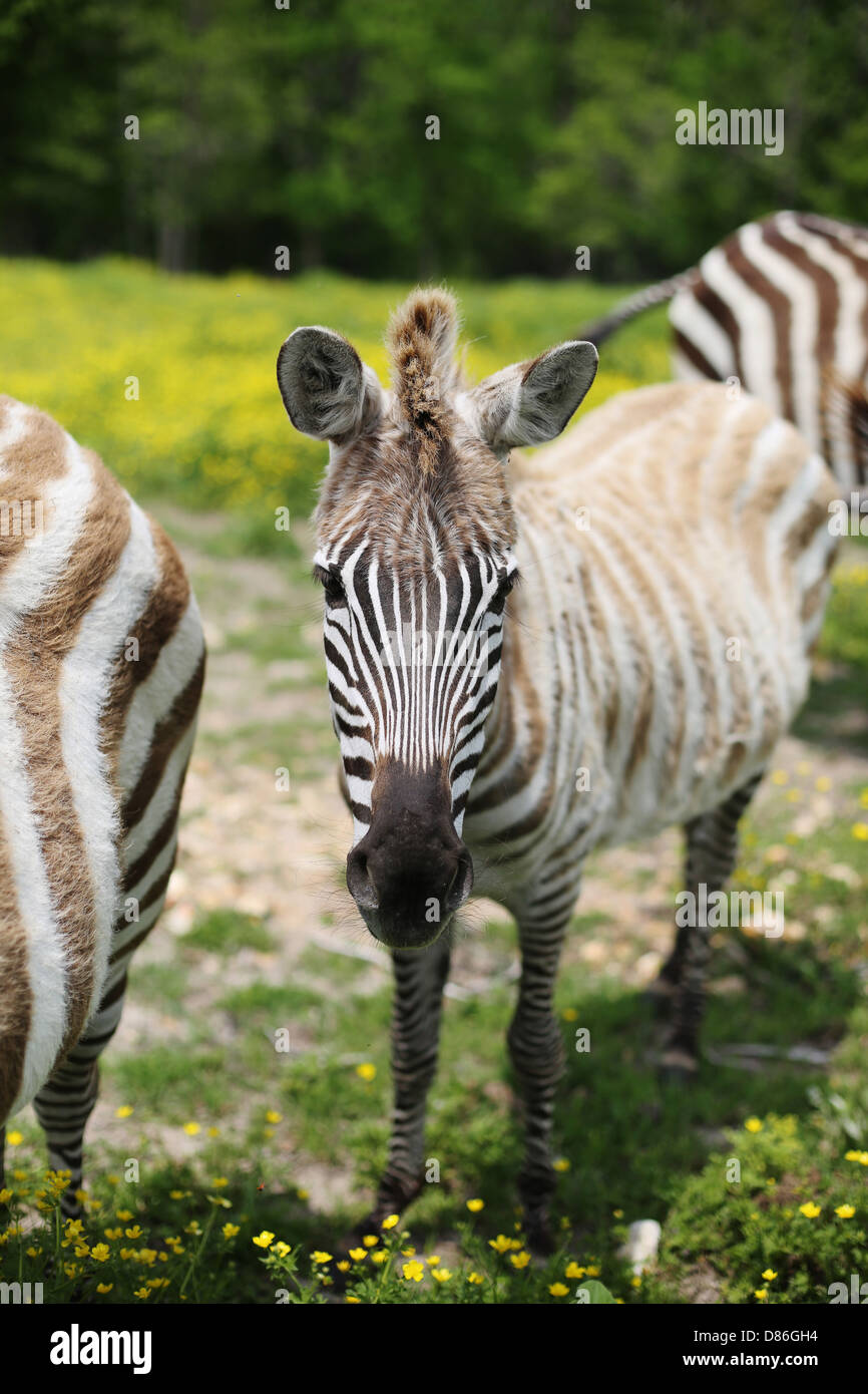 Zebra Ina Field Zebras in field hi-res stock photography and images - Alamy