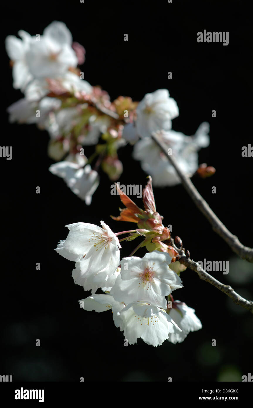 Prunus Serrulata Tai Haku Stock Photo