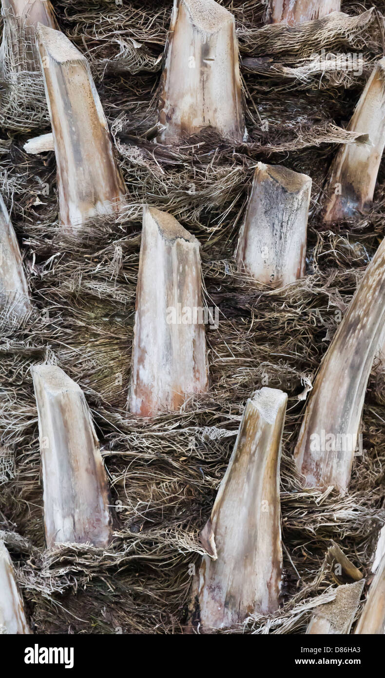Palm bark background Stock Photo - Alamy