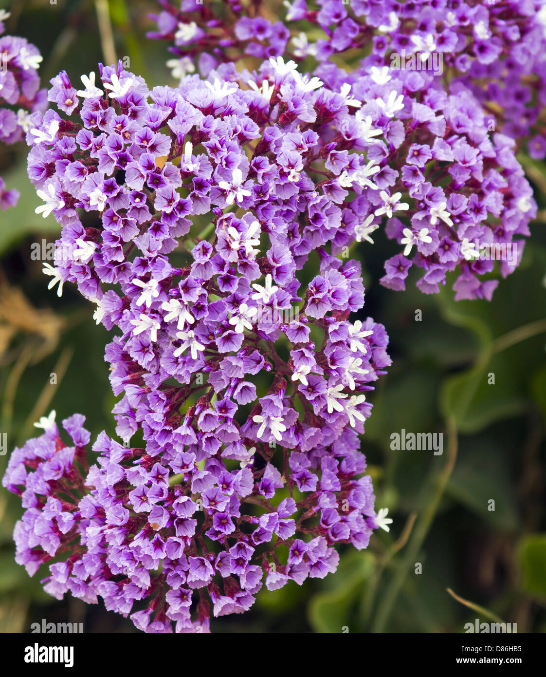 Flower Limonium sinuatum Stock Photo