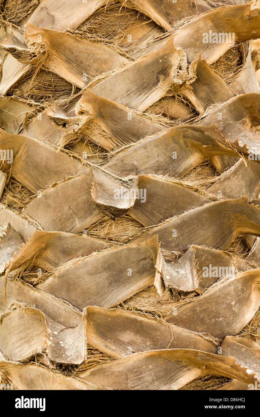 Palm bark background Stock Photo - Alamy