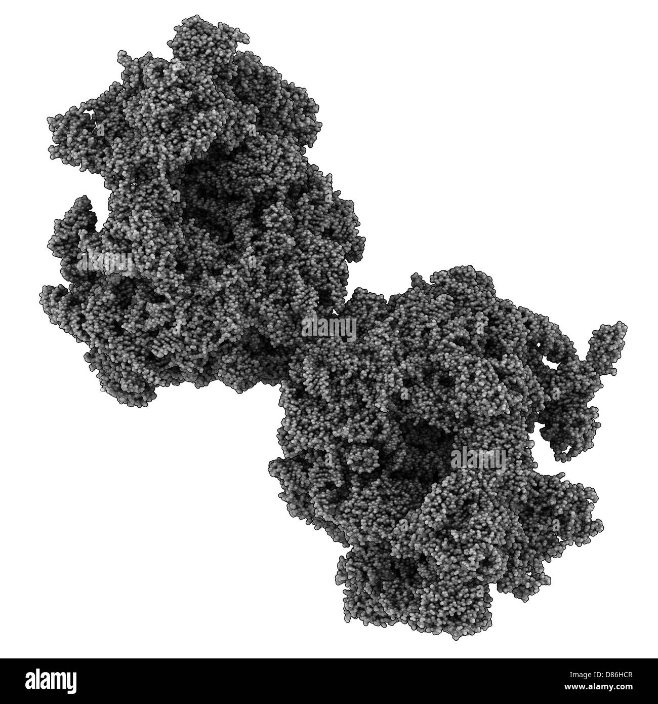 Eukaryotic ribosome (80S, from Baker's yeast). The ribosome is composed of proteins and RNA. Stock Photo