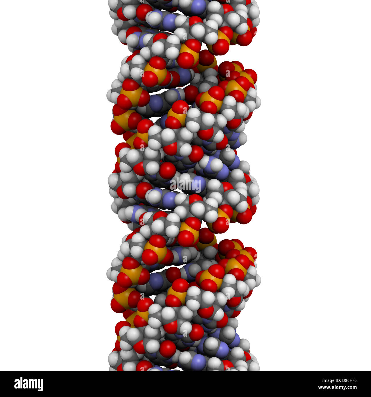 DNA (A-DNA conformation) structure. DNA is the main carrier of genetic information in all organisms Stock Photo