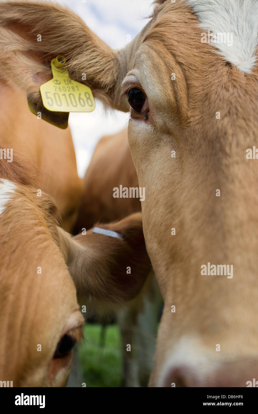 closeup of a young calf, with farmers tag in its ear, looking forwards. Focus on left side of face and the eye, Stock Photo