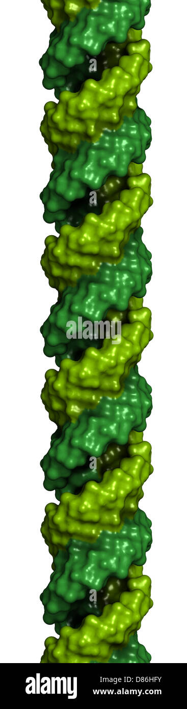 DNA (A-DNA conformation) structure. DNA is the main carrier of genetic information in all organisms. Stock Photo