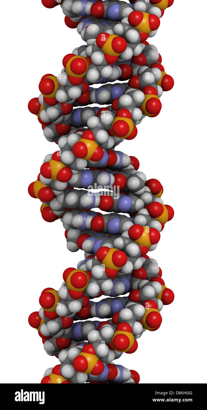 Human Dna Structure