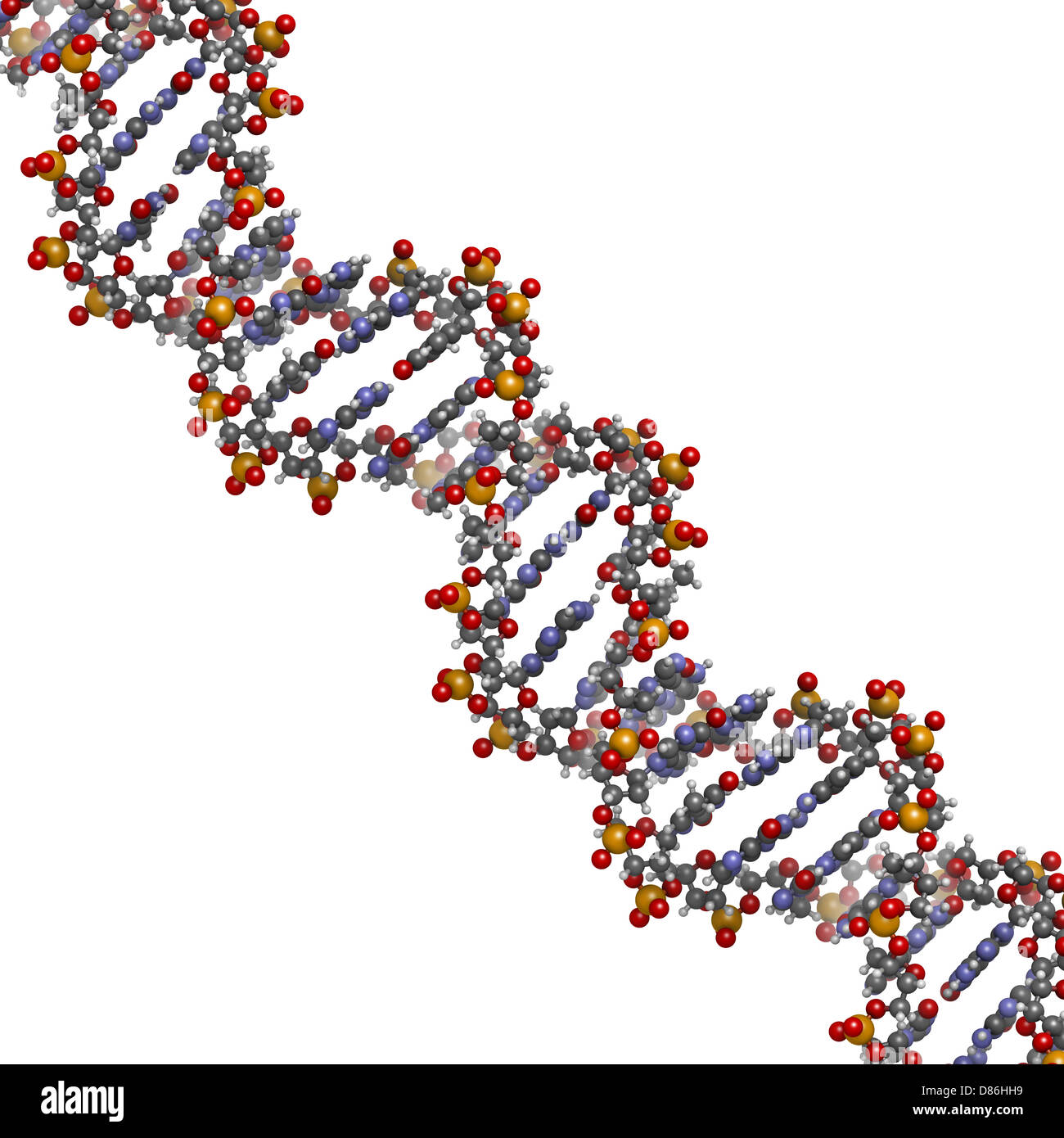 Human Dna Structure Model