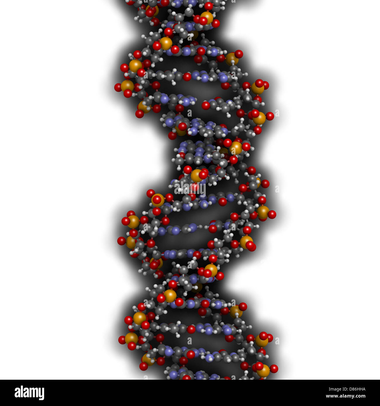 Human Dna Structure Model