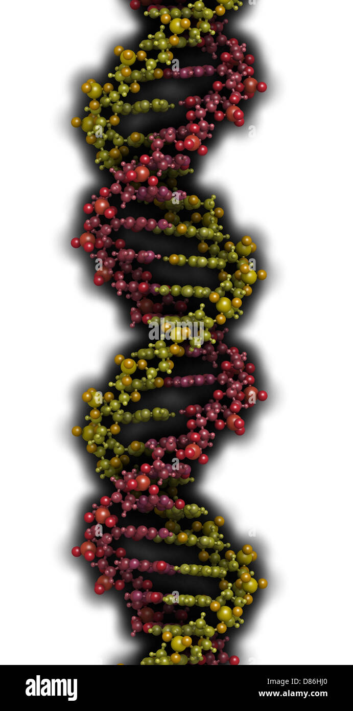 DNA structure. Computer model of part of the gene for human growth ...