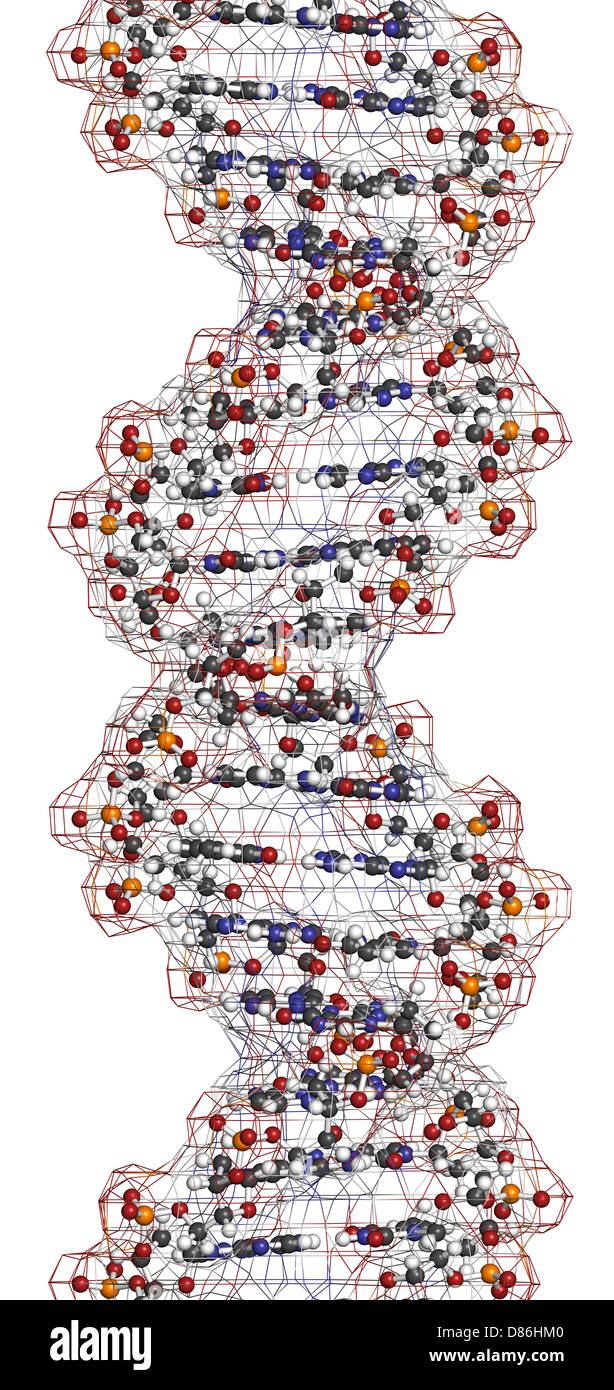 DNA structure. Computer model of part of the gene for human growth