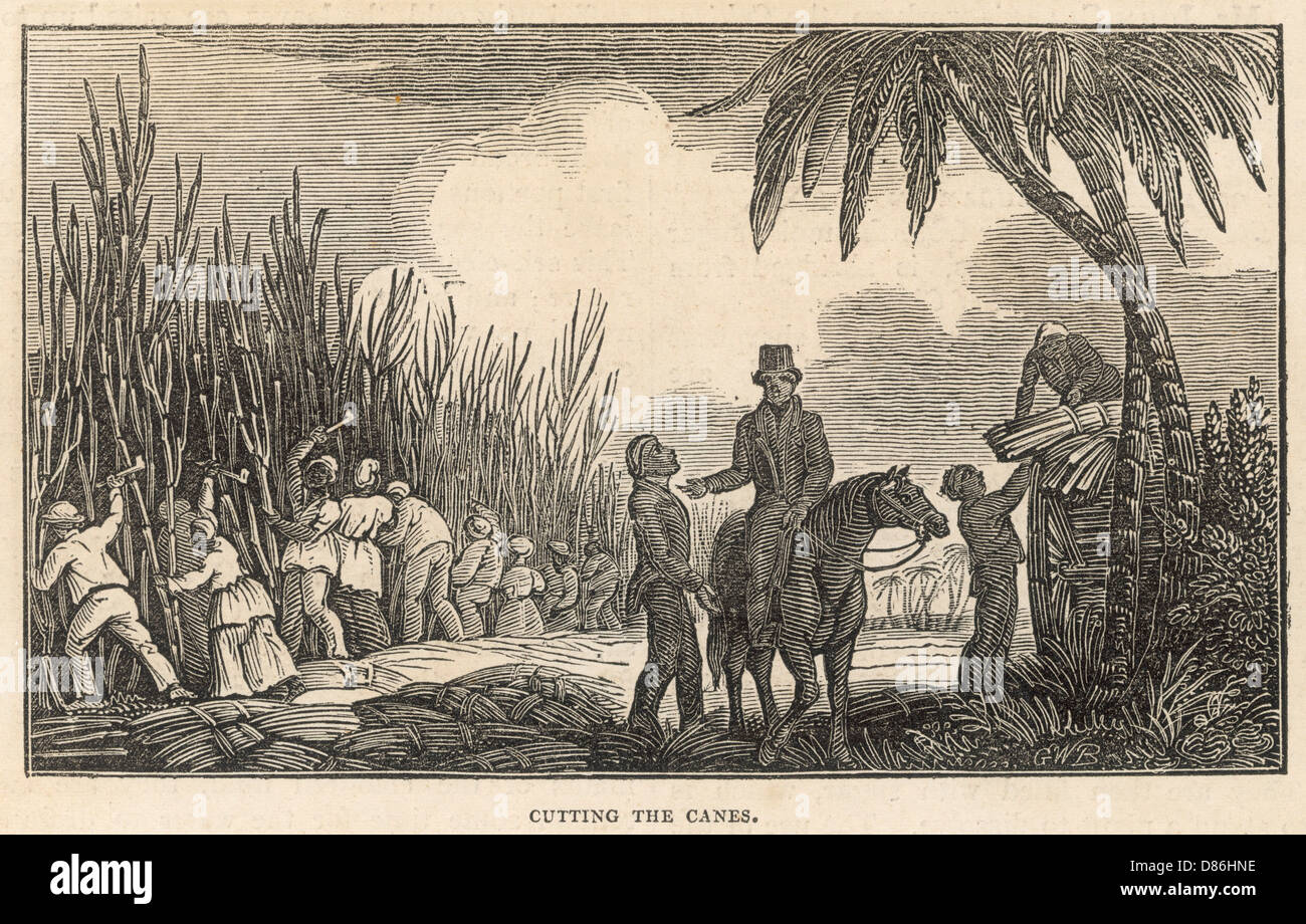 Sugar cane history hires stock photography and images Alamy