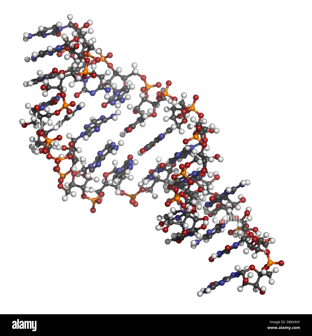 Micro RNA (miRNA, hsamiR133a) structure, computer model. MiRNA is non