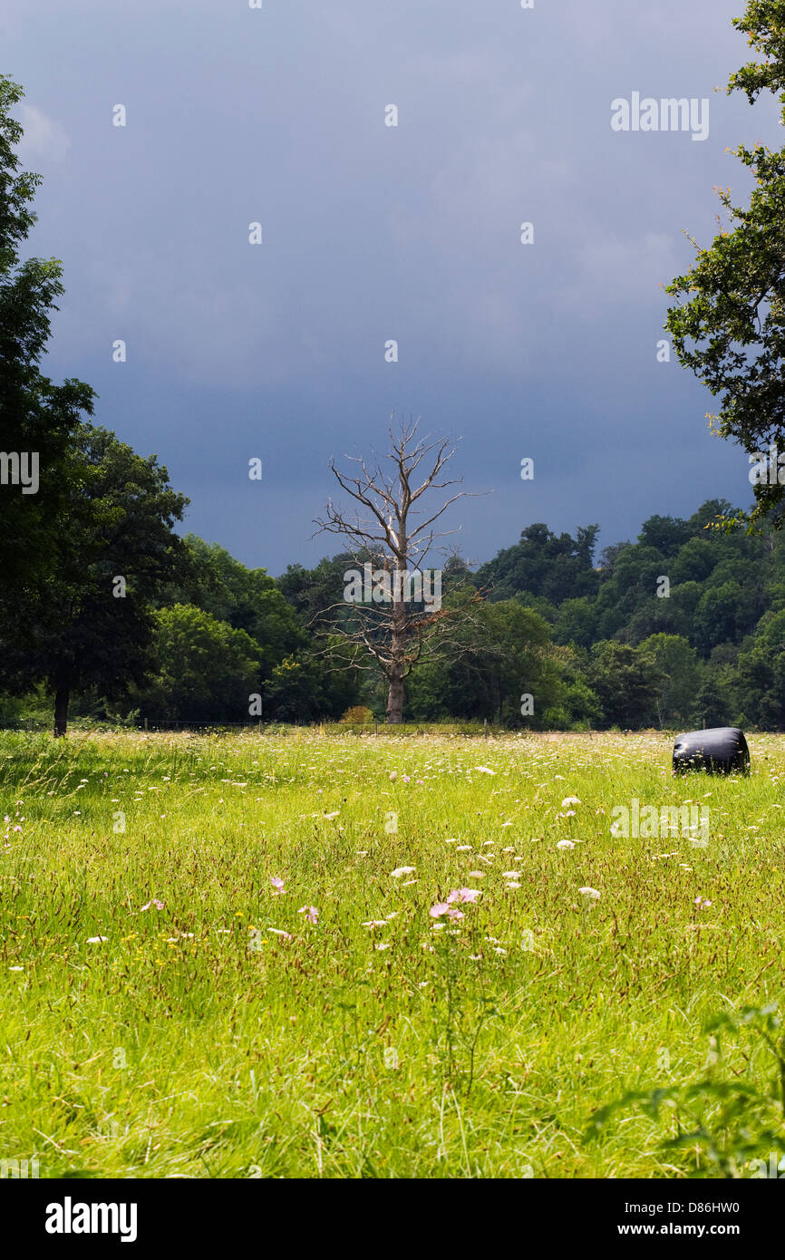 Stormy skies and wildflower meadow. Stock Photo