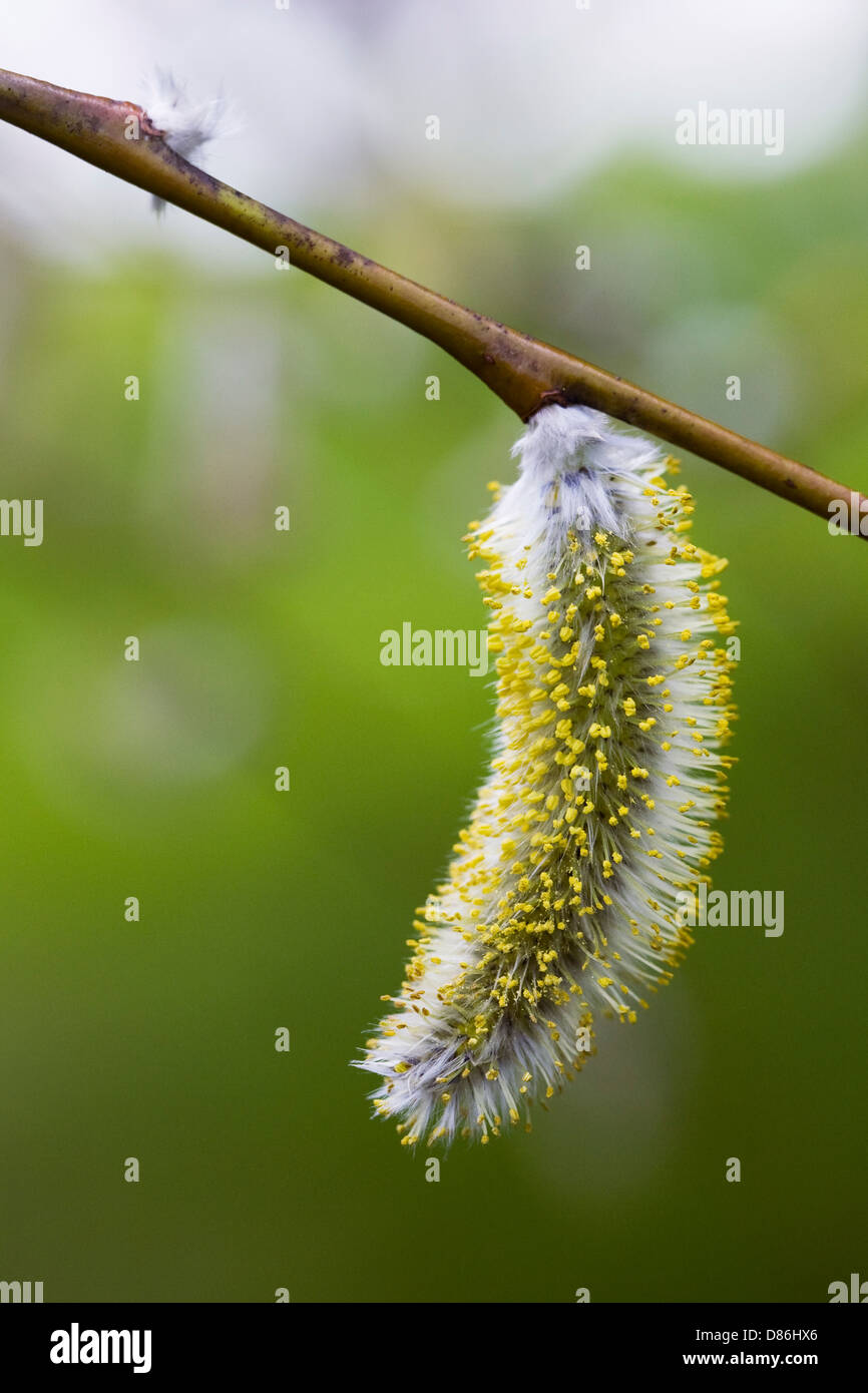 Salix irrorata catkin. Blue stemmed willow. Stock Photo
