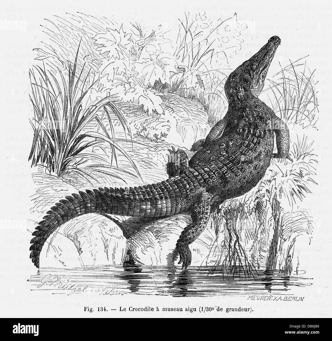 REPTILES/CROCODILE Stock Photo