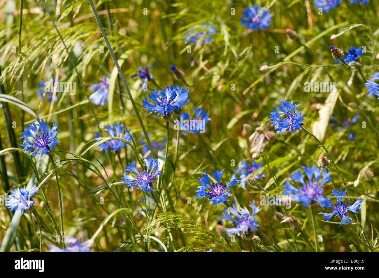 Centaurea cyanus or Cornflower blue plants Stock Photo