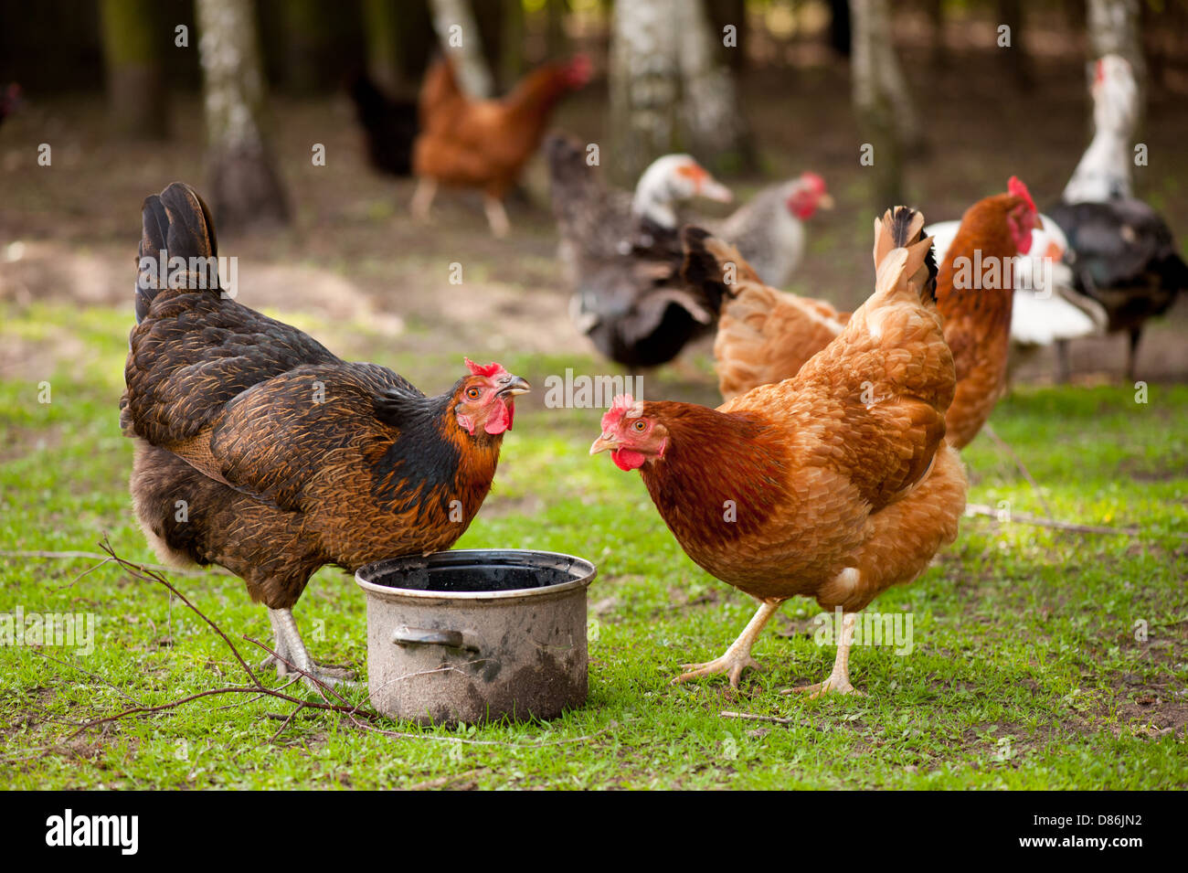Rhode Island Red hens drinking water Stock Photo