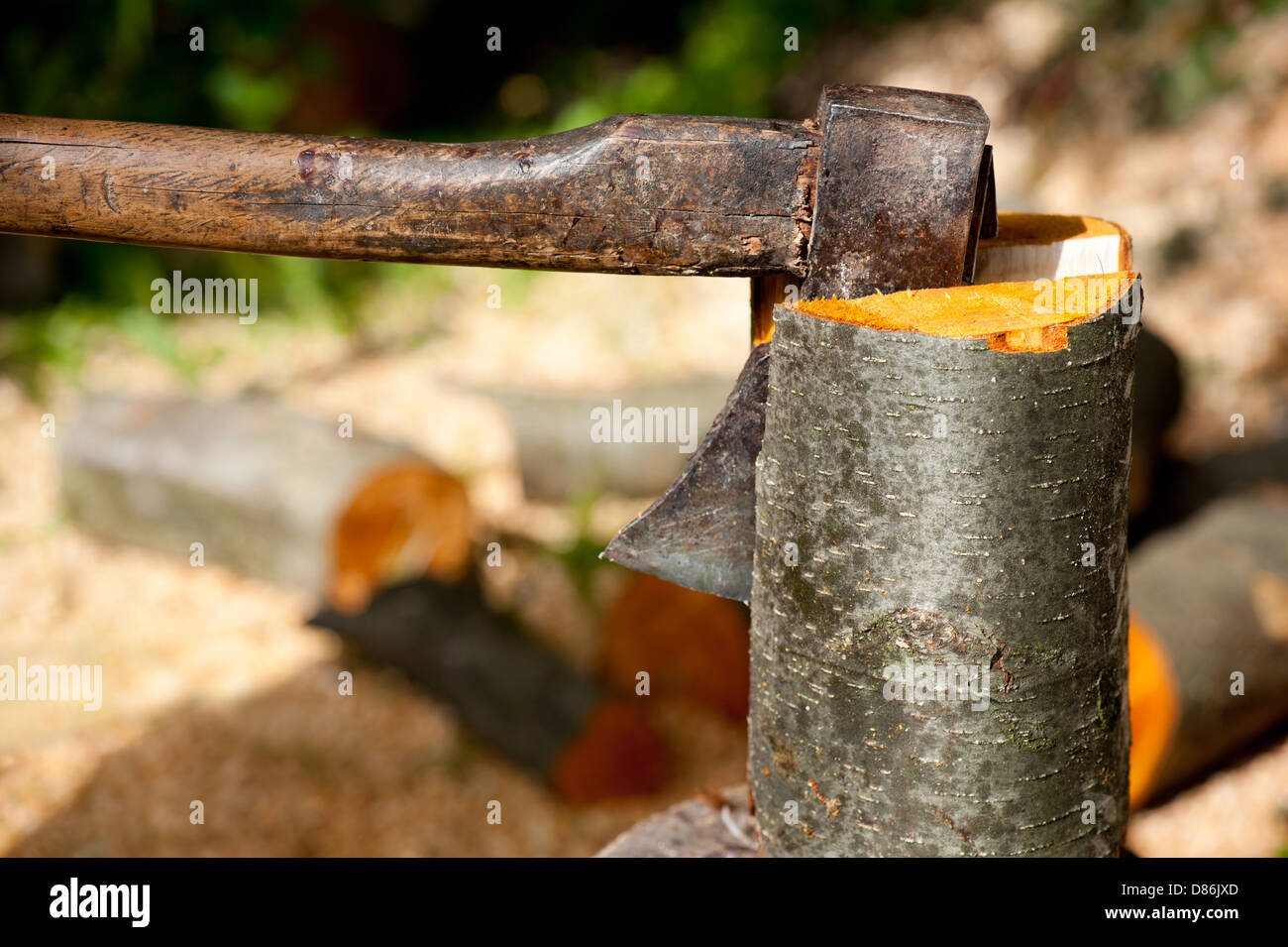 Zoom at axe impaled in alder log Stock Photo
