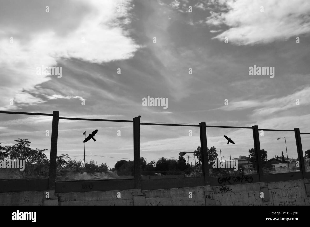 Flying bird silhouette on highway glass barrier, autumn city sky. Black and white. Stock Photo
