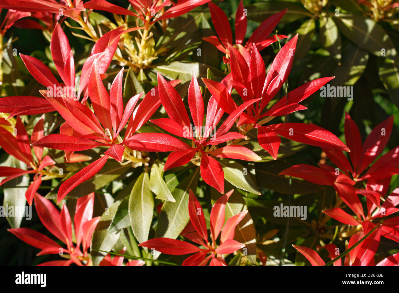 Pieris Japonica an evergreen shrub plant with decorative red leaves foliage Stock Photo