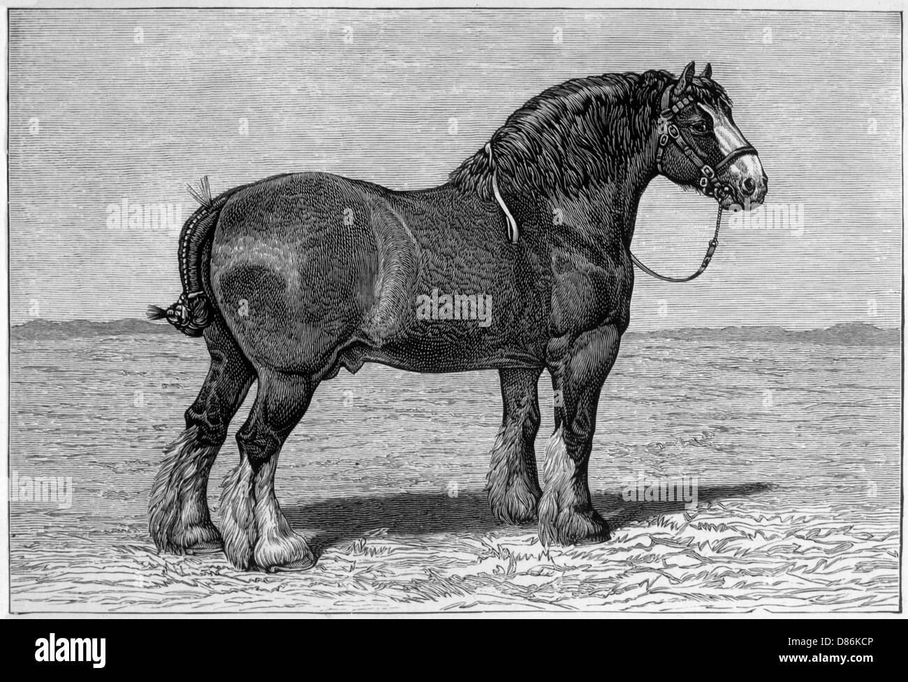 HORSE/SHIRE HONEST TOM Stock Photo