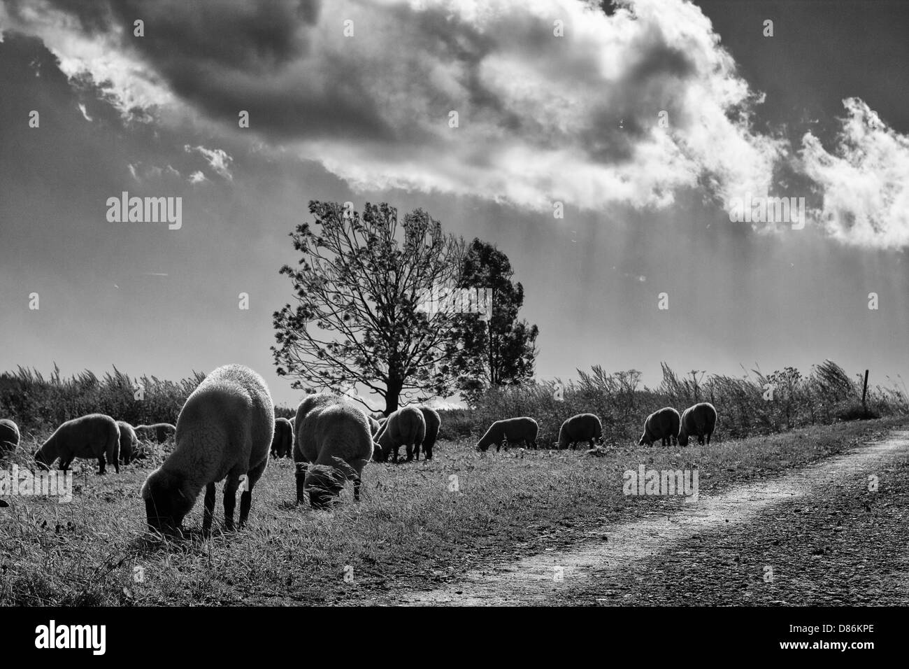Sheep under clouds Stock Photo