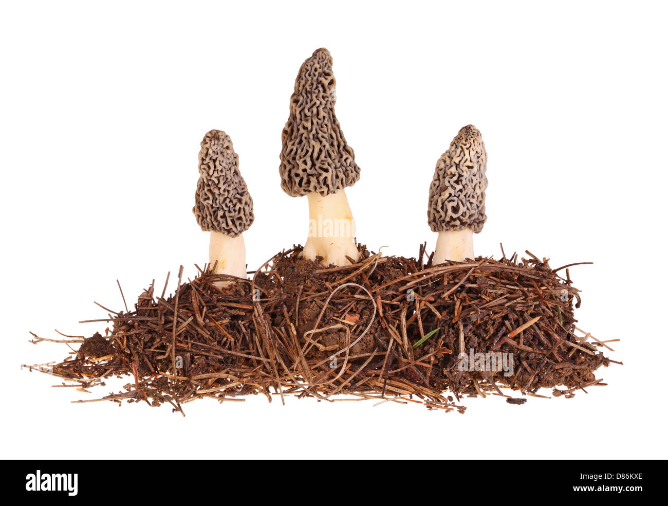 Three gray morel mushrooms and substrate isolated on white Stock Photo