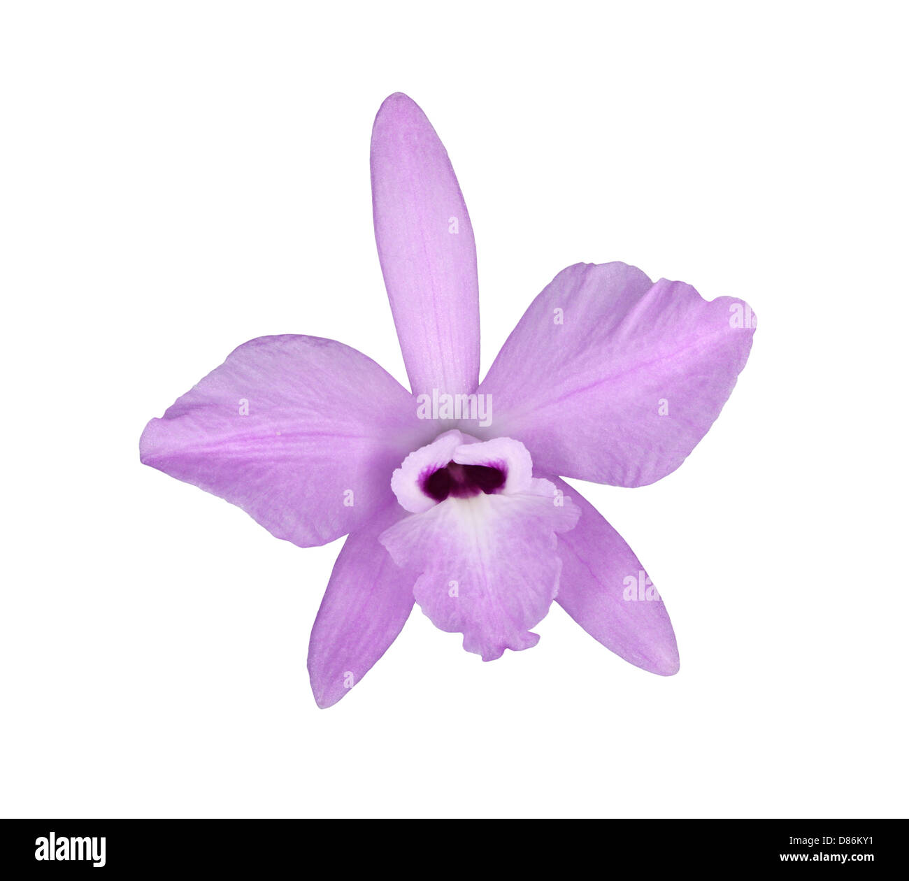 Single flower of the species orchid Laelia rubescens isolated against a white background Stock Photo