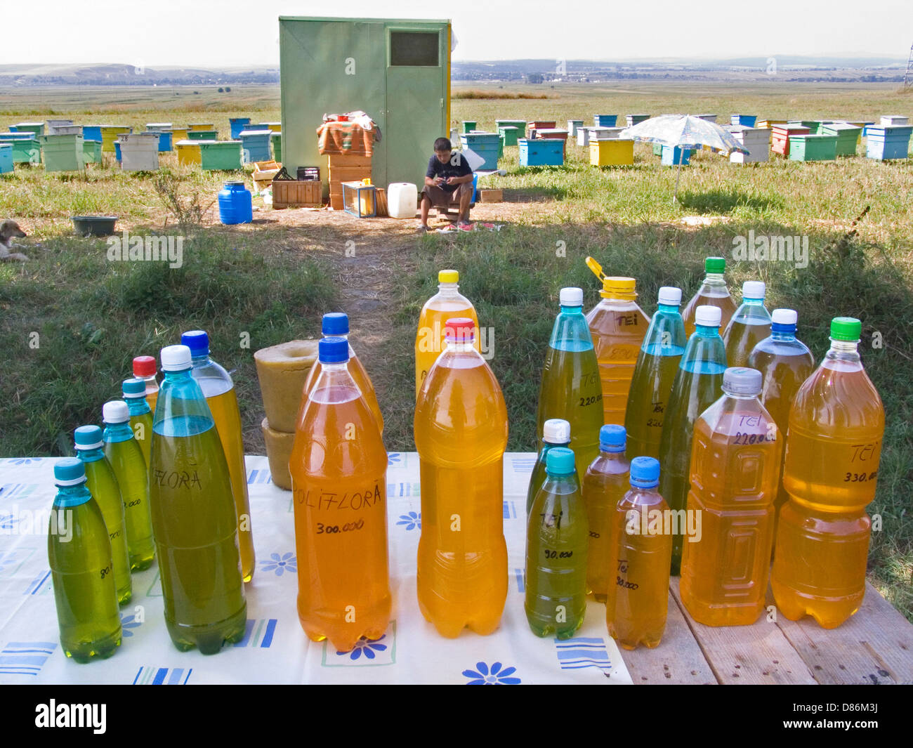 europe, romania, moldavia, south area of bacau, honey production Stock Photo