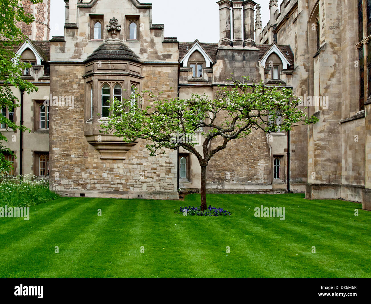 A beautiful tree in front of Cambridge University spring time Stock Photo