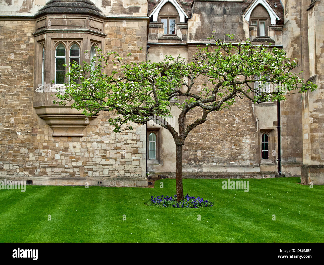 A beautiful tree in front of Cambridge University spring time Stock Photo