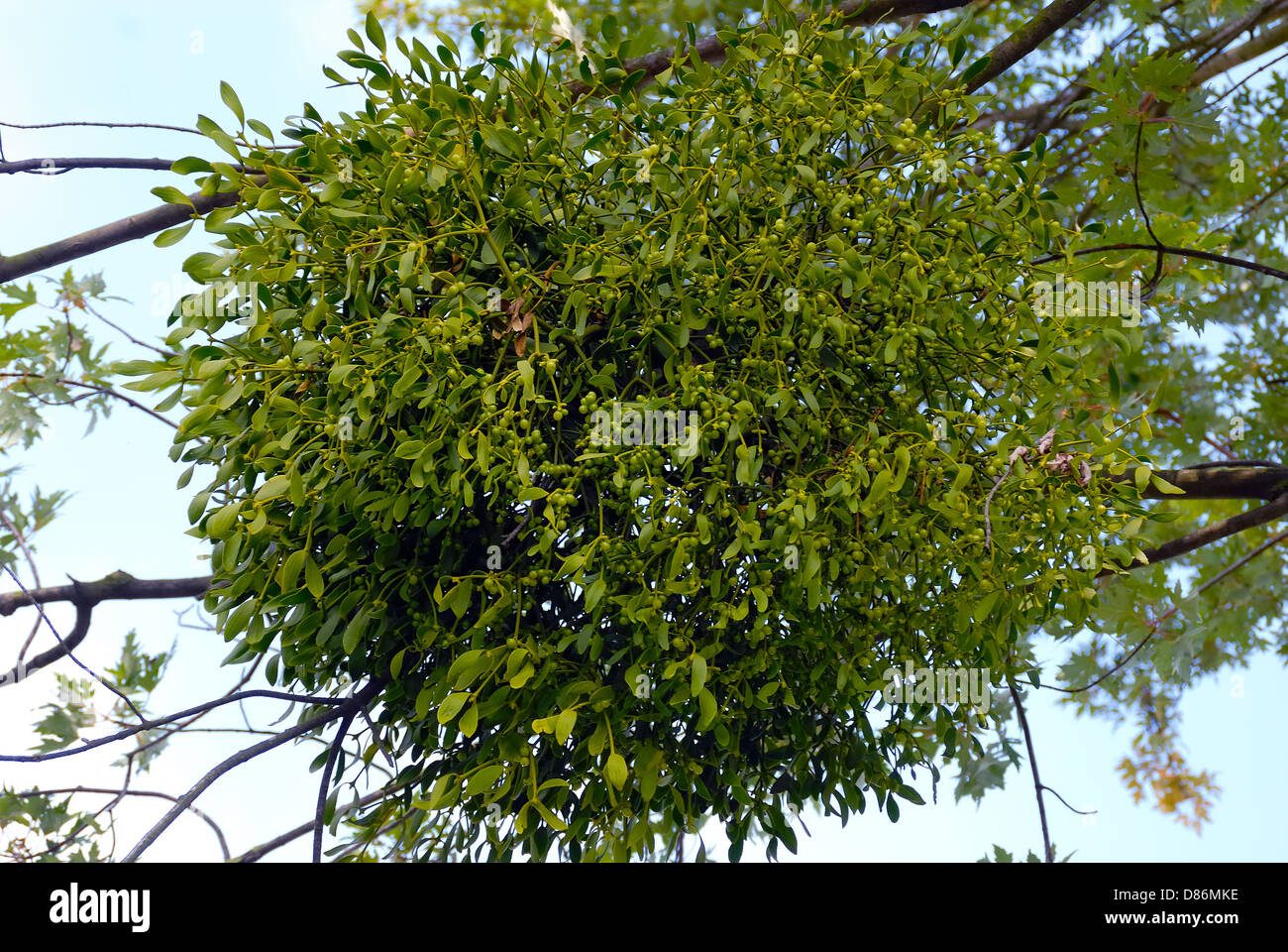 Viscum album is a species of mistletoe in the family Santalaceae, commonly known as Mistletoe. Stock Photo