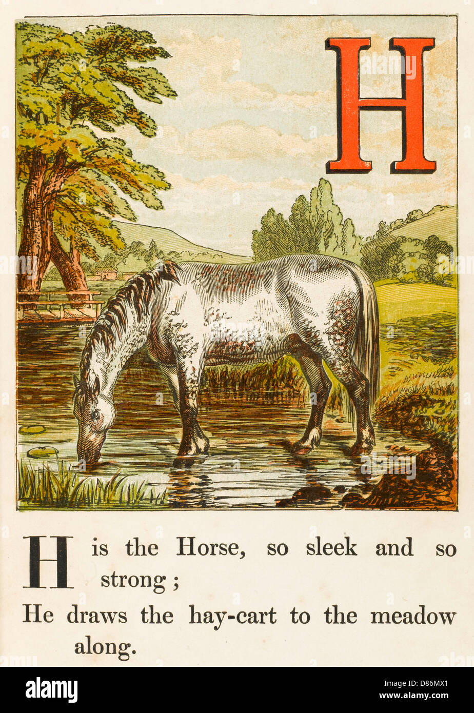 ALPHABET/H FOR HORSE Stock Photo