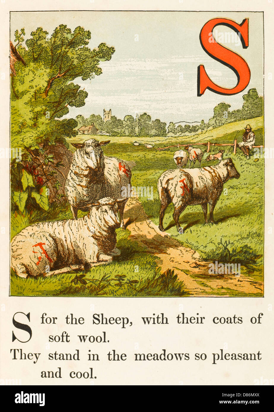ALPHABET/S FOR SHEEP Stock Photo