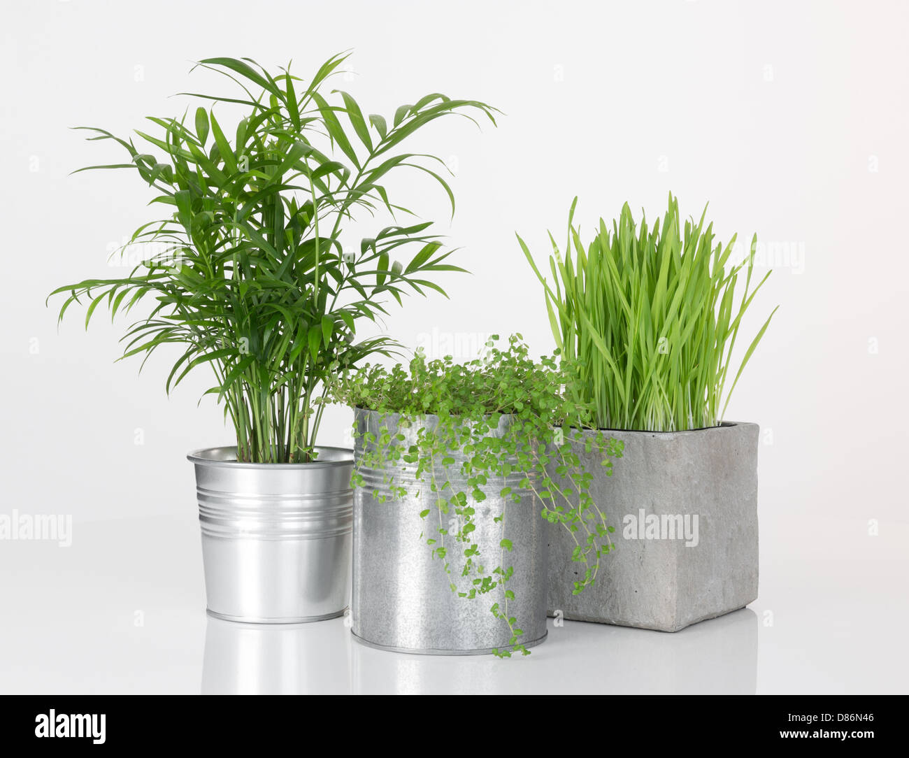 Beautiful plants in metal pots, on white background Stock Photo Alamy
