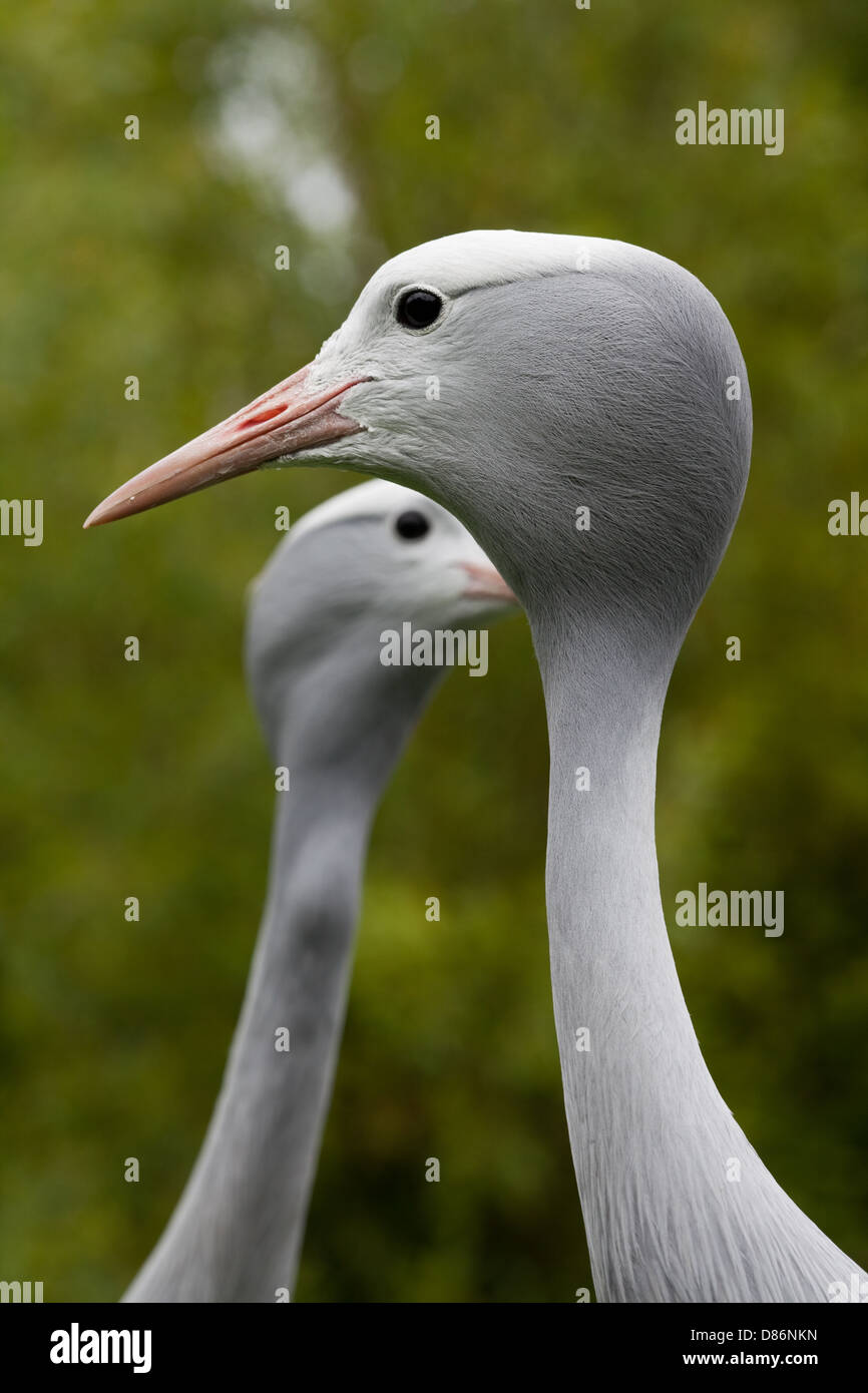 Paradise, Stanley or Blue Cranes (Anthropoides paradisea). Adult pair; male front. Southern South Africa. National bird. Stock Photo