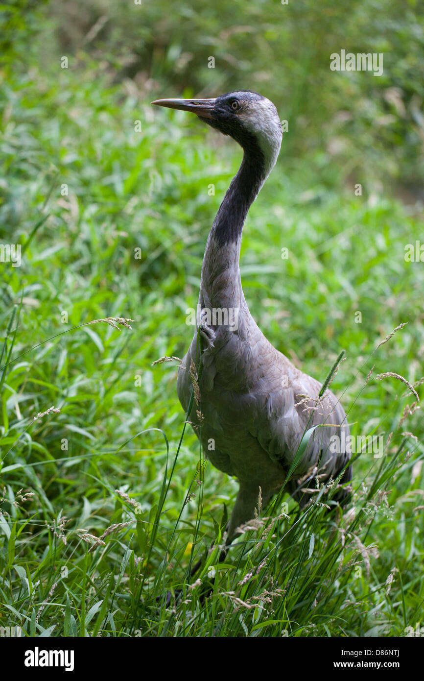 Eurasian Crane (Grus grus archibaldi). Note lack of a coloured comb on the head of this recently described race or sub-species. Stock Photo