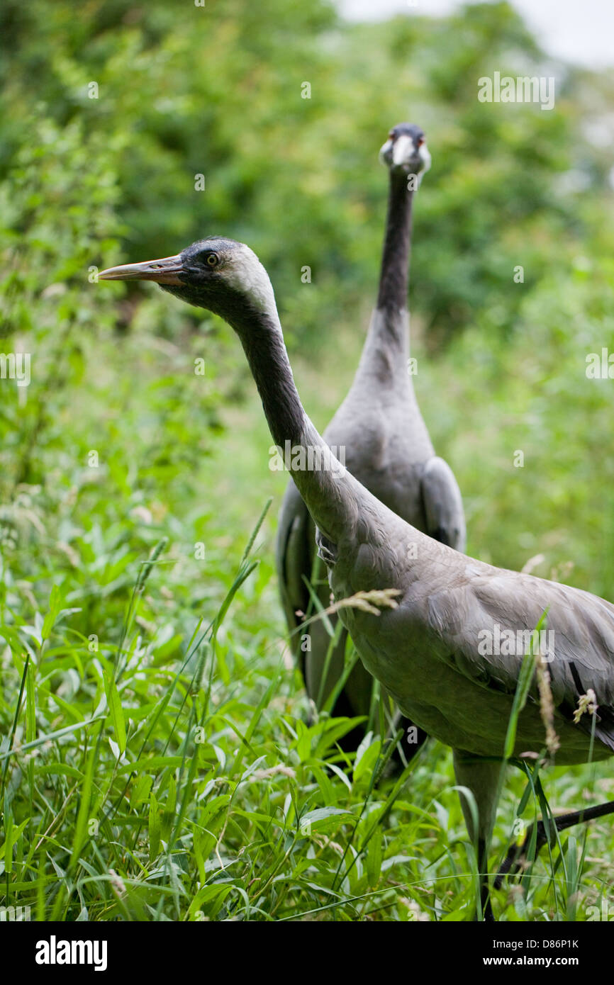 Eurasian Crane (Grus grus archibaldi). Note lack of a coloured comb on the head of this recently described race or sub-species. Stock Photo