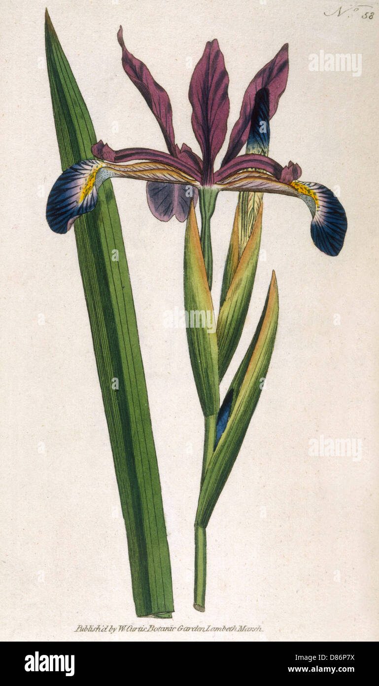 Spurious Iris or Iris Spuria. Stock Photo