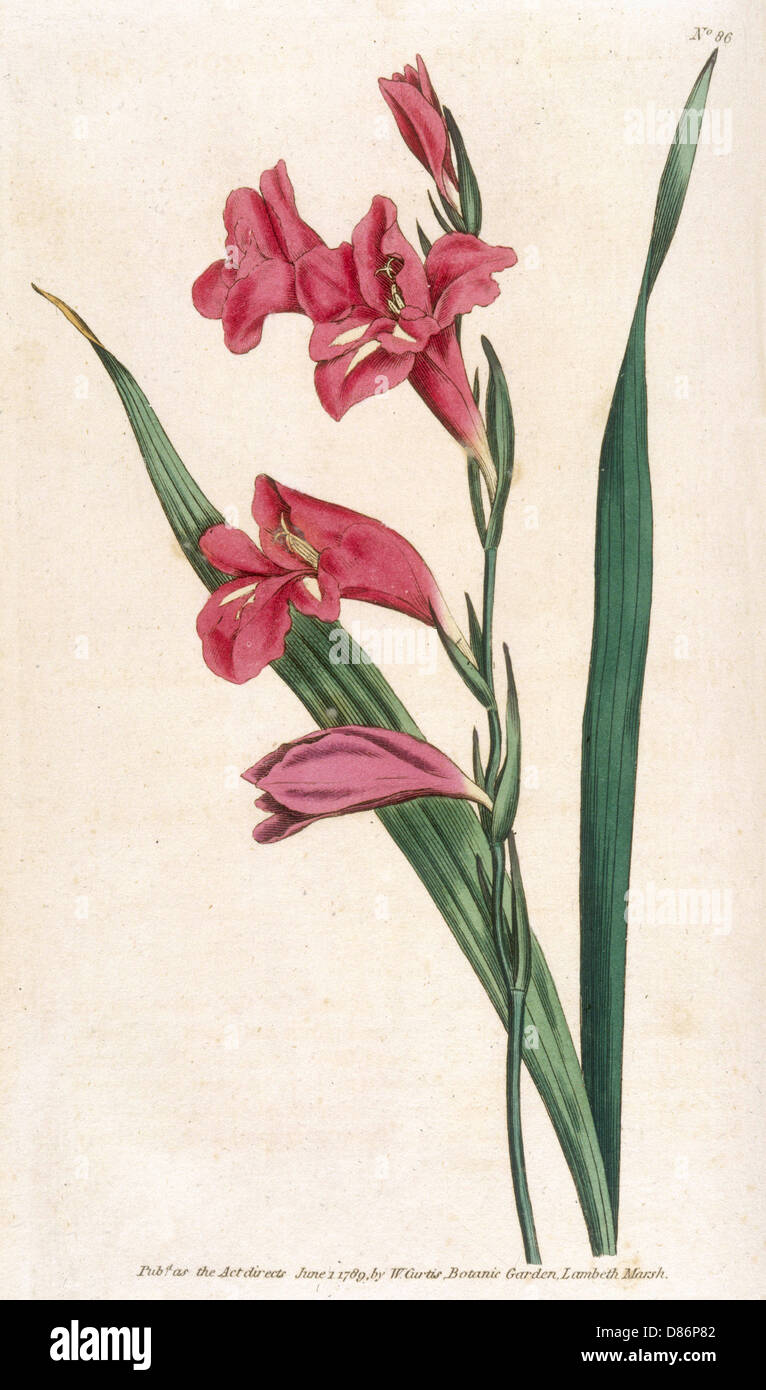 Gladiolus Communis or Common Cornflap Stock Photo