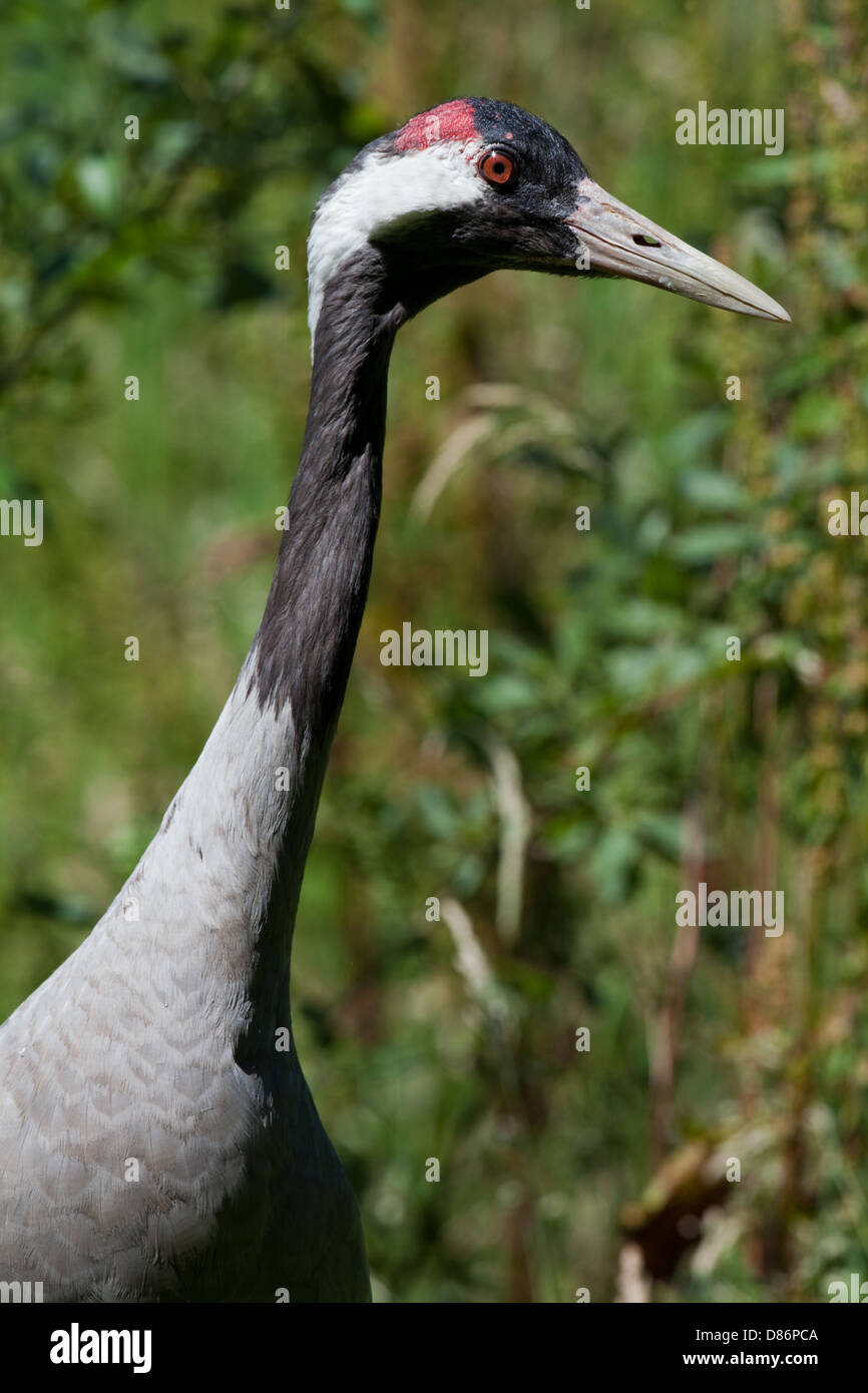 Lilford's Eurasian Crane (Grus grus lilfordi). Adult male. Eastern form of this species. Two forms probably intergrade. CLINE Stock Photo