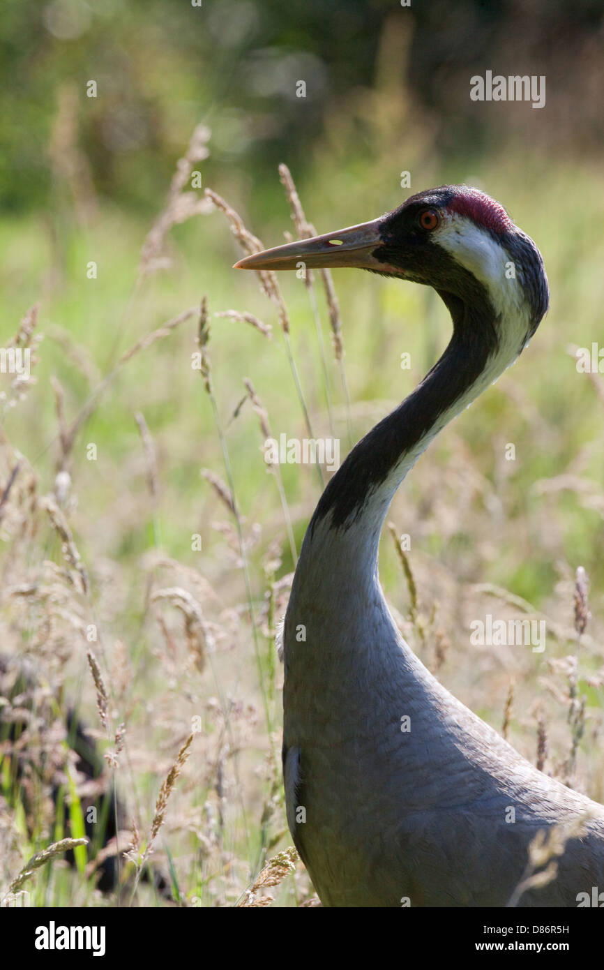 Eurasian or Common Crane (Grus grus). Amongst flowering grasses. Stock Photo