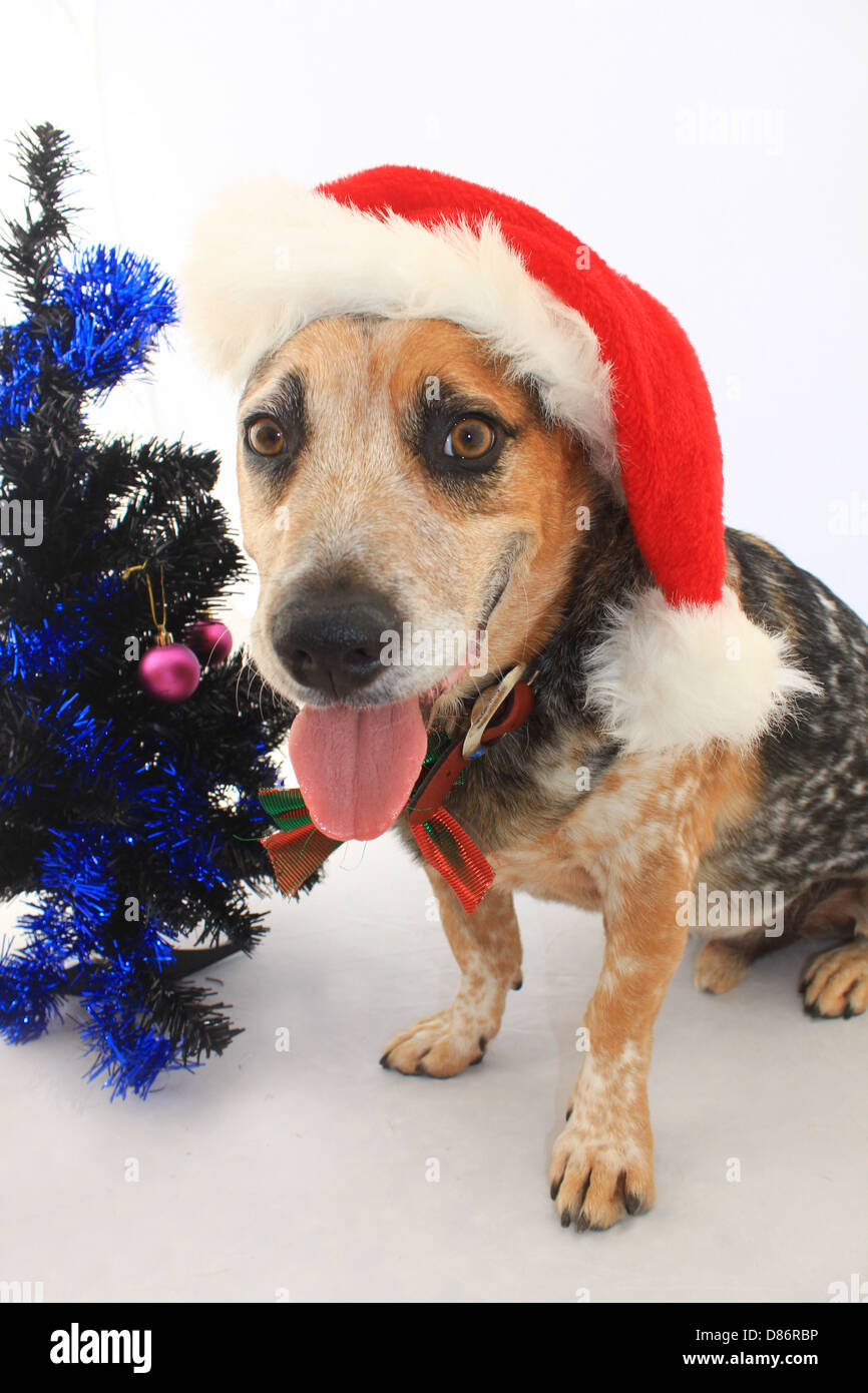 AN AUSTRALIAN  RED BLUE CATTLE DOG WRAPPED IN TINSEL NEXT TO A CHRISTMAS TREE WHITE CUTOUT BACKGROUND VERTICAL BDA Stock Photo