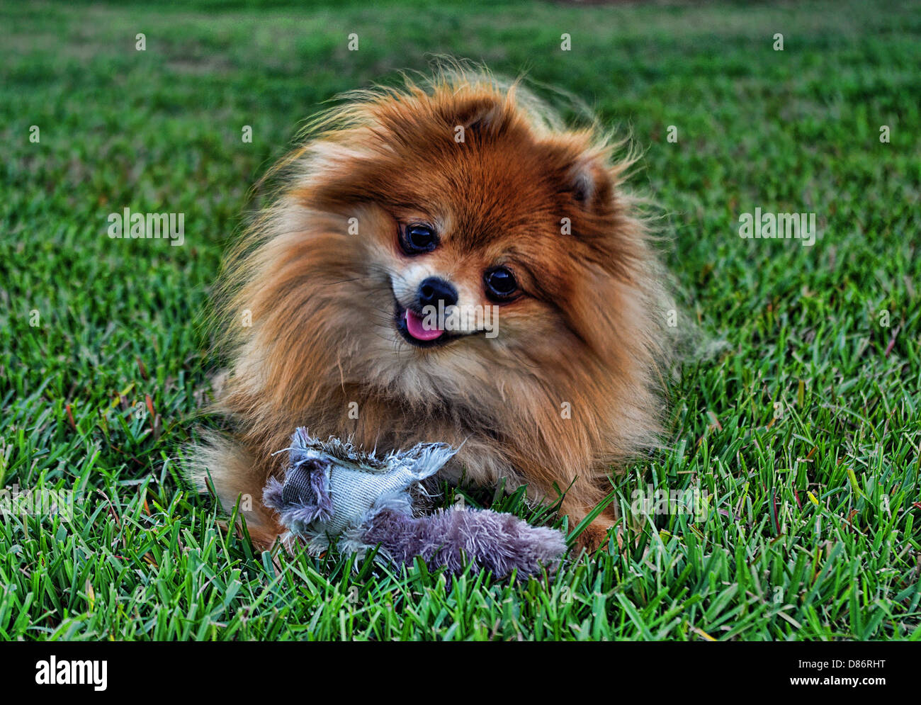 Toy pomeranian hi-res stock photography and images - Alamy