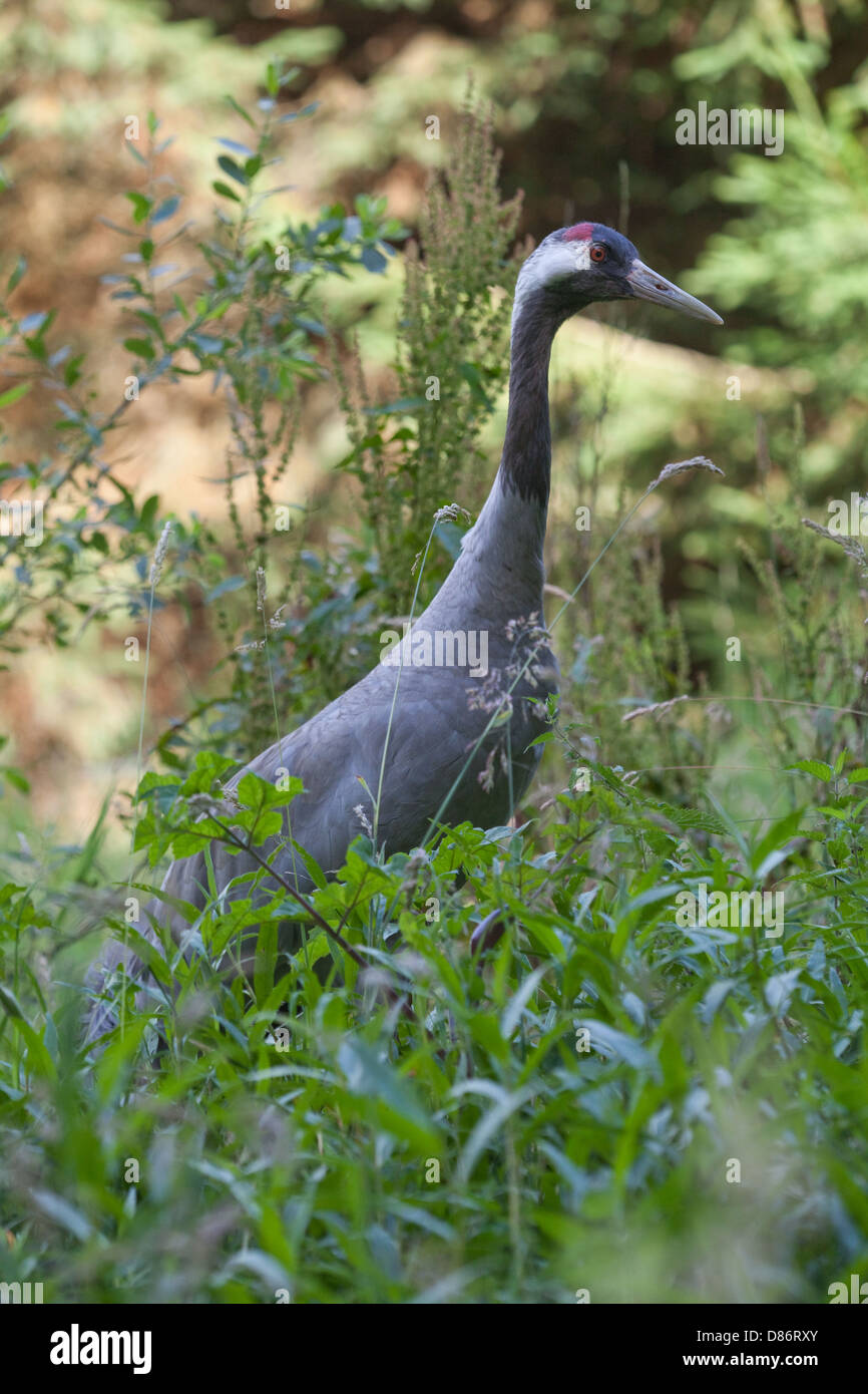 Common or Eurasian Crane  Grus grus Stock Photo