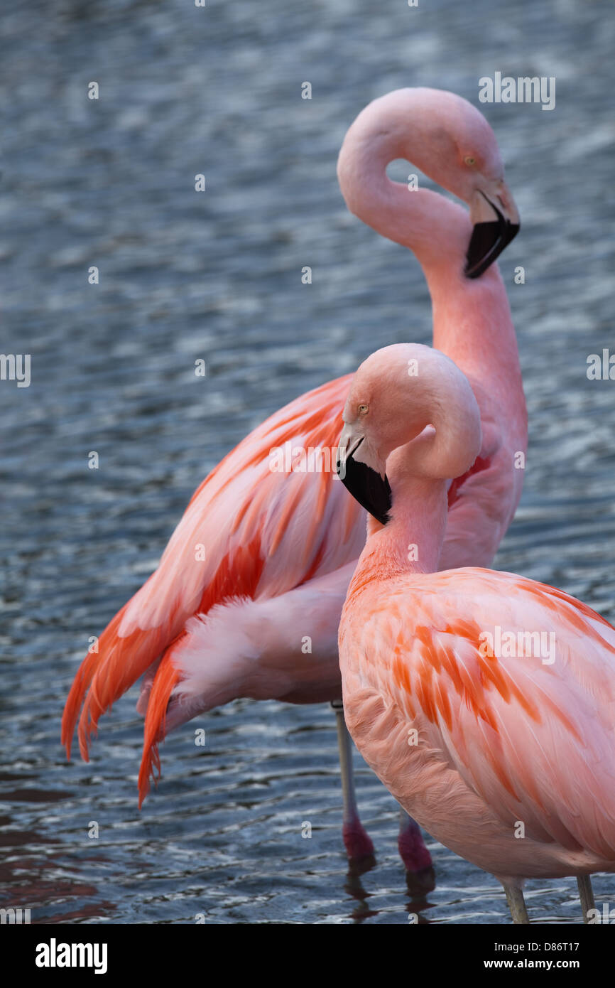 Chilean Flamingos (Phoenicopterus chilensis). Preening neck feathers. Stock Photo